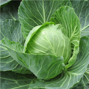 Cabbage Round Cabbage 'Golden Acre' App8 Per Strip